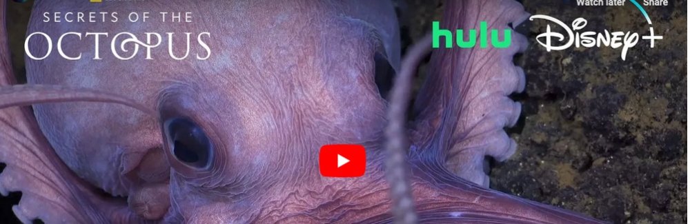 Secrets Of The Octopus National Geographic Hulu And Disney Marine